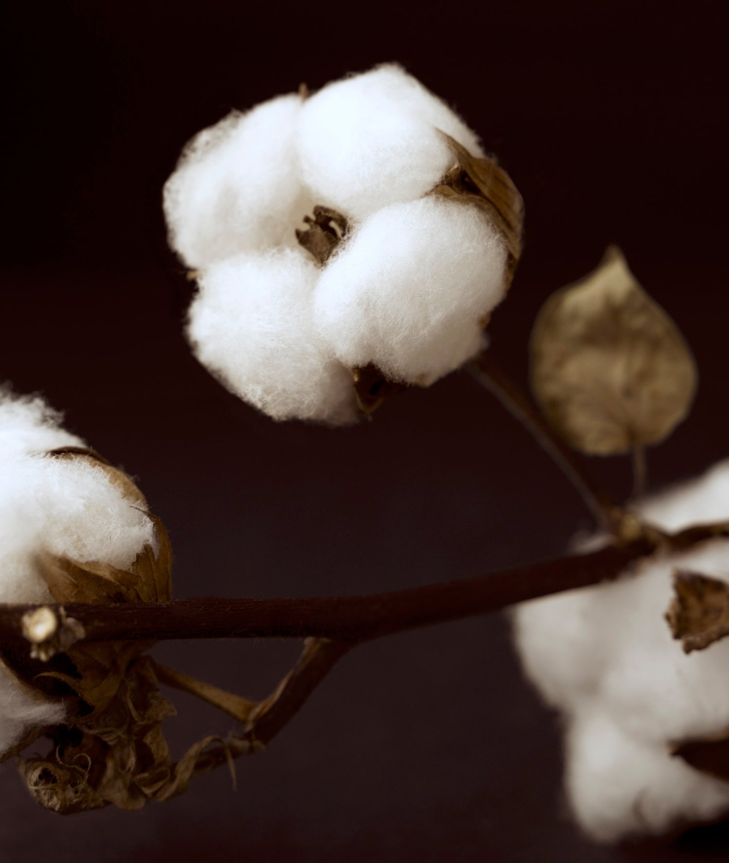 Cotton flower